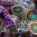 Zoas