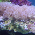 pink pulsing