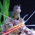 SALTWATER PICTURES (5)