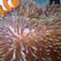 aquarium 010