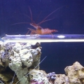 Ate my mushroom and attacks my zoas so hes going back to LFS.....poor guy...had it soo good