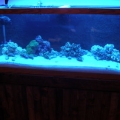 my tank as of 11/8/2009 With the lovely stand my dad built me.