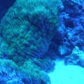 green star polyps.