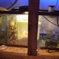 My sump/refugium