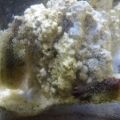 My Blenny.