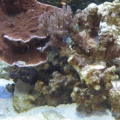 Kenya tree coral andd Monti