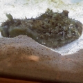 sea hare :) hes my favorite