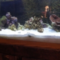 ugh hair algae >.<