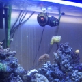 fts