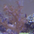 colt coral, with a bright green shroom right infront of it
