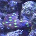 favia i think frag that was given to me