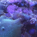 mushroom rock with some damn abtasias