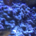 button polyps