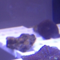 frag rack