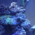 left half of tank