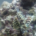 RIP Lionfish