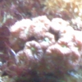 blasto merletti