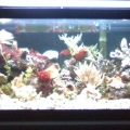 full view of tank think it was 4 months old in this pic