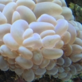 Photo 011

Bubble coral
