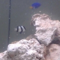 three little guys