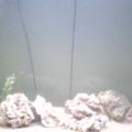 3 weeks in on setup i did 1 week just water cycled then added 5lbs of lr with some base and on week 3 a damsel i couldnt wait any longer haha =)