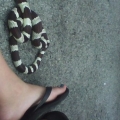 out for a walk