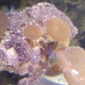0623091926c