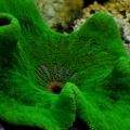 green carpet anemone