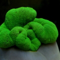green carpet anemone
