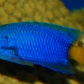 yellow tail blue damsel