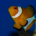 true percula