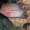 male fancy flowerhorn  , 1 year old