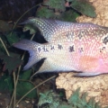 another pic of male fh