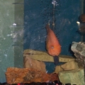 mating pair of blood parrots