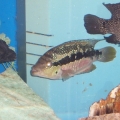 mating pair of cichlids , texas male , silvini female