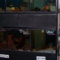 a start to my breeding room , i have 7 stacks of 3 , 75 gallon tanks nice commercail units