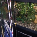 my last cichlid tank , it houses 9 flowerhorns all mating pair , sometimes i wake up in the middle of the night with flowerhorns jumping out of the tank fighting , thank god for time out tanks
