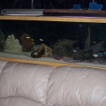 125 gal african cichlid tank in living room