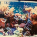 my 175 gallon saltwater