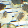 frag tray