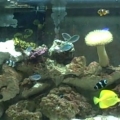 Mar 01 2007   VID00513 0001
