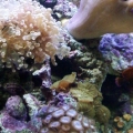 LG PICS 082
