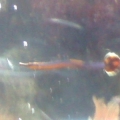blue stripe pipefish