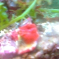 red metalic shroom