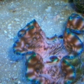 Clam2