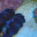 Clams