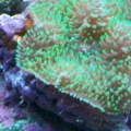 FuzzyGreen Shroom