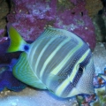 Sailfin, what a ham!