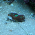 Small Frag of Acan