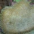 Toadstool
